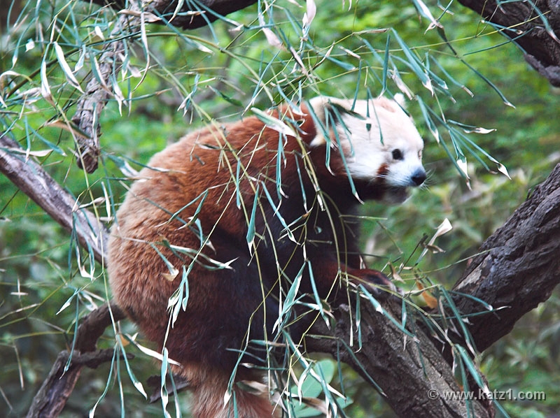 Red Panda 2